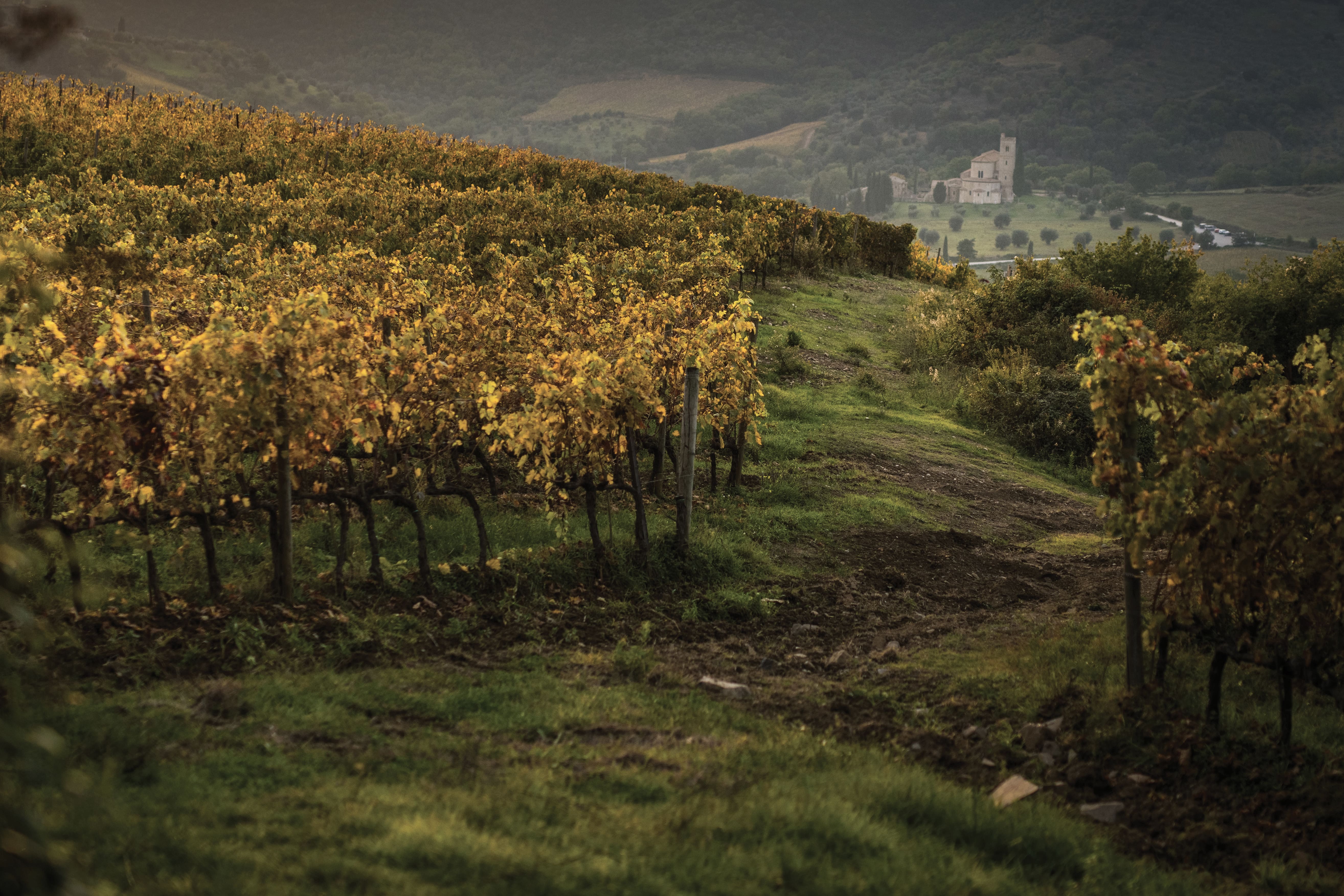 vinice-fanti